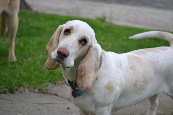 Older hound dog with head tilted