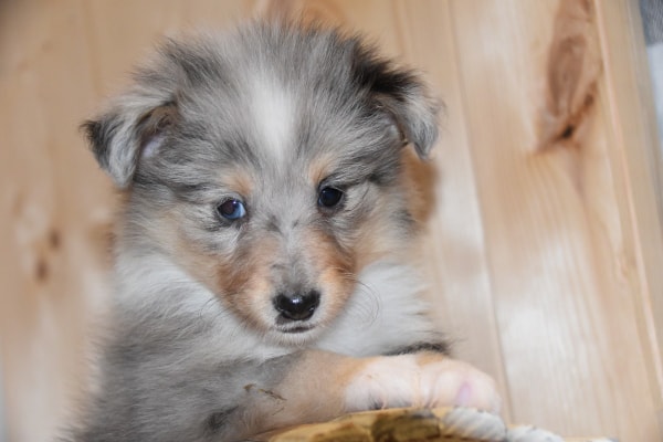 Puppy with a merle coat and one blue eye, which may be prone to congenital deafness in dogs