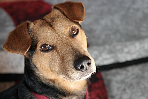 Terrier with hearing loss looking upwards with ears perked