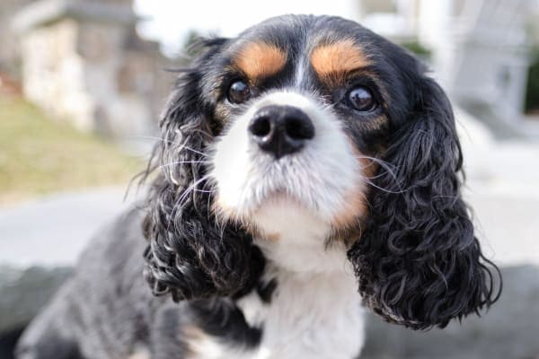 Cavalier King Charles Spaniel dog, a small breed dog