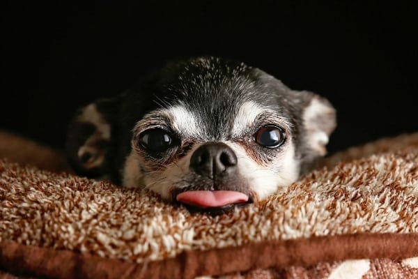 Chihuahua lying down, sticking out his tongue, photo