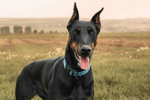 Doberman in a field, photo