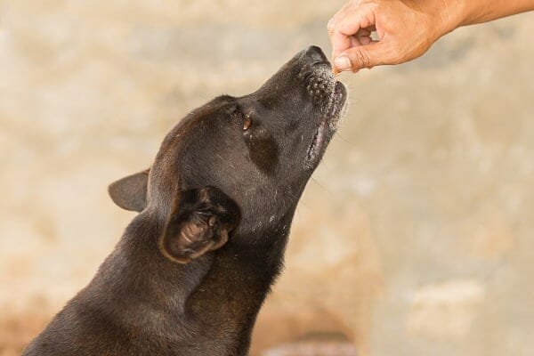 Giving a black dog a treat, photo