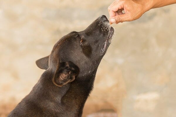 Dog taking a pill from dog parent's hand