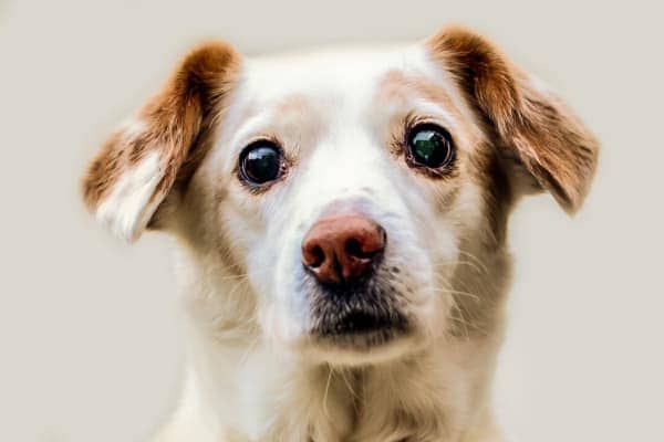 Small, sweet older dog's face, photo