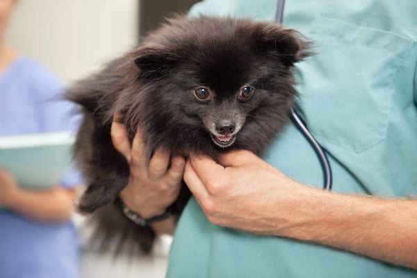 Vet listening to the heart of a small dog to check for signs of heart disease in dogs