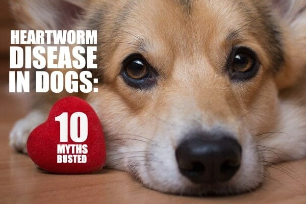 Heartworm treatment for older sales dogs