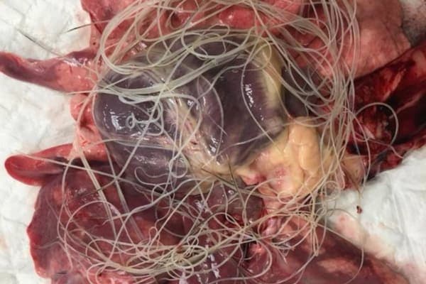 Picture of heartworms in a dog's heart