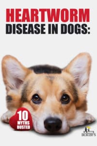 Dog lying down and the title heartworm disease in dogs: 10 myths busted