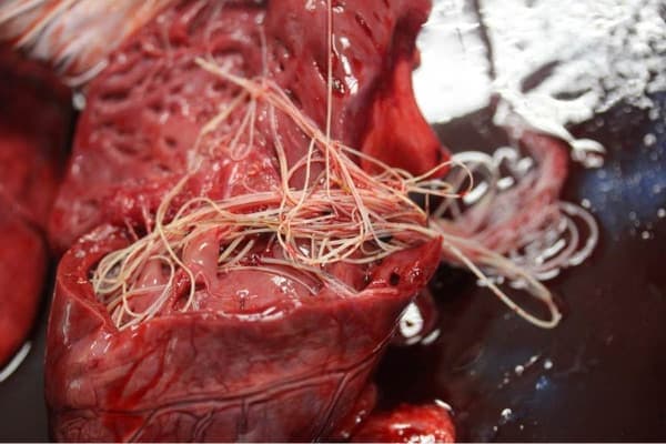 Picture of heartworms in dogs showing a mass of heartworms in and around the dog's heart