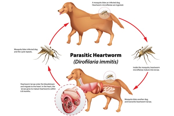Diagram of a dog showing the heartworm life cycle