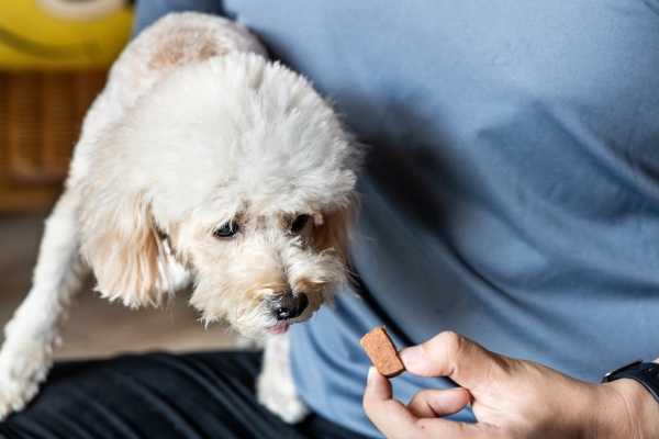 Pet parent giving a white dog a heartworm preventative