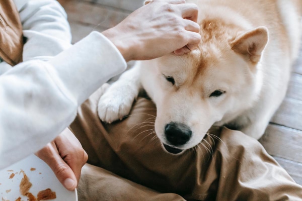 Dog being petted by his pet parent