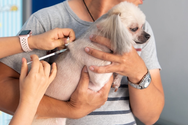 Senior dog getting an injection of heartworm medication