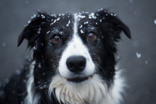 Dog outside in the falling snow