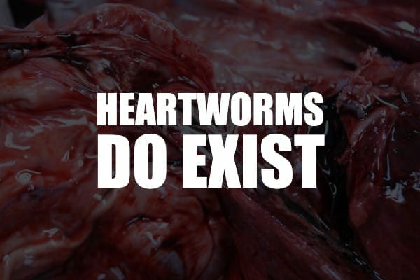 Heartworm pictures in dogs and the title heartworms do exist