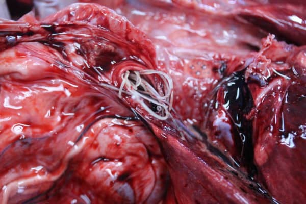 Heartworm picture of a necropsy (animal autopsy) showing heartworms 