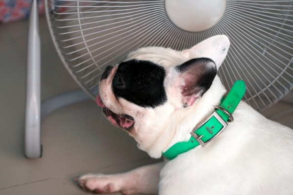 French Bulldog sitting inside in front of a fan to cool off 
