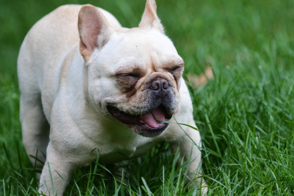 French Bulldog looking overheated and panting outside in the heat