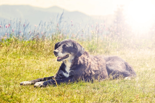 Senior dog sitting outside in the sun