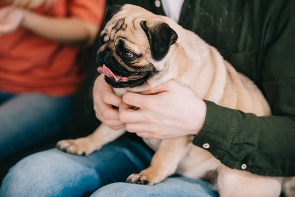 Overweight Pug sitting in an owner's lap