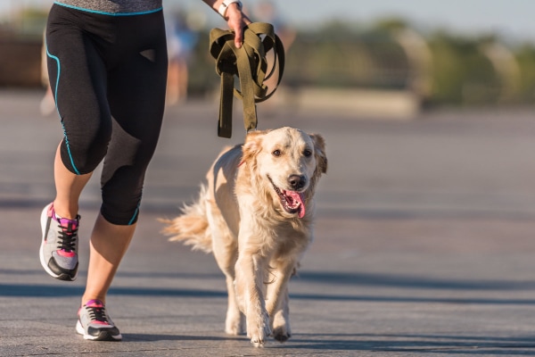 Golden Retriever running outside with his owner in the evening