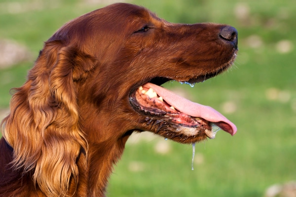 Irish Setter dog panting and heavily drooling from heat stroke