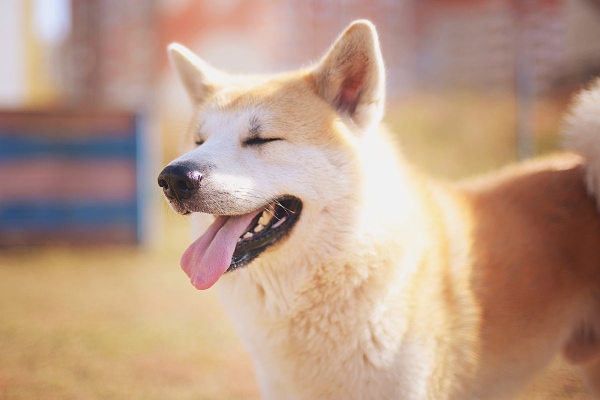 Cute Furry Dog Laying On Its Back On A Piece Of Blue Exercise