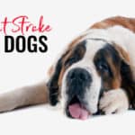 Heat Stroke in Dogs: Know the Risks When Temps Rise