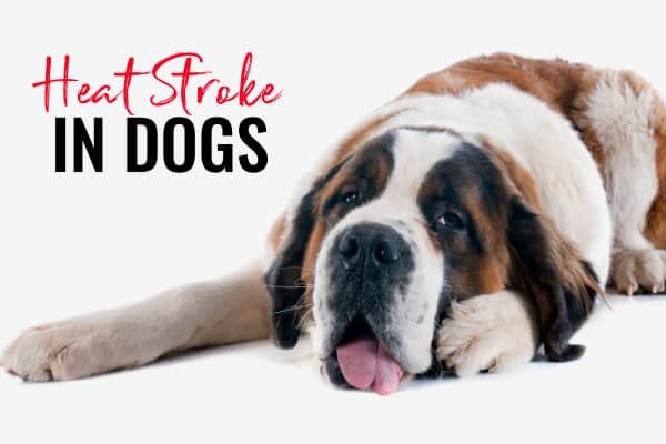 St. Bernard dog with tongue hanging out and title heat stroke in dogs