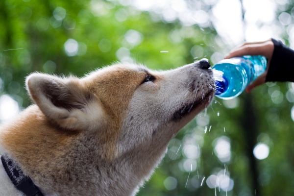 Shiba Inu drinking water from a bottle to keep from getting overheated