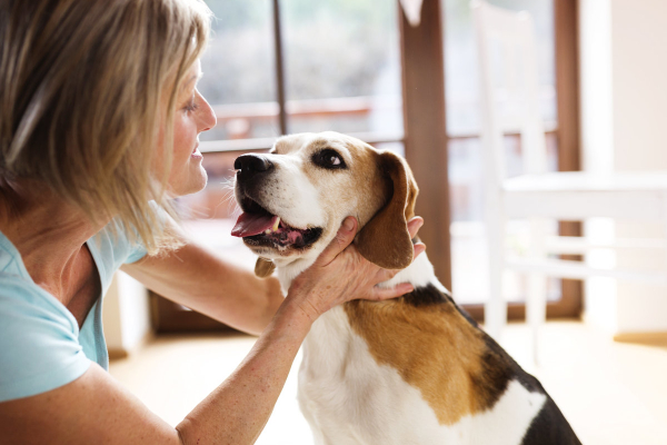Beagle panting inside with his owner to avoid heat exhaustion