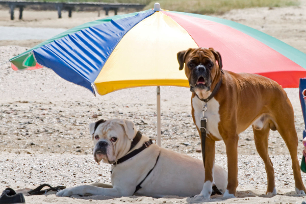 Two Boxer dogs on the beach under an umbrella for shade to avoid heat stroke