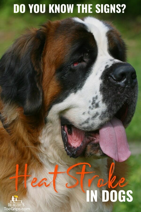 St Bernard dog with tongue hanging out and title: Do You Know the Signs? Heat Stroke in Dogs