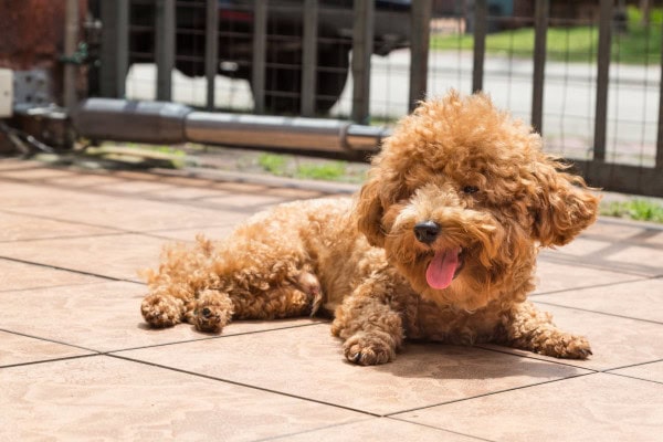 Poodle  lying outside and panting on a hot day in the sun