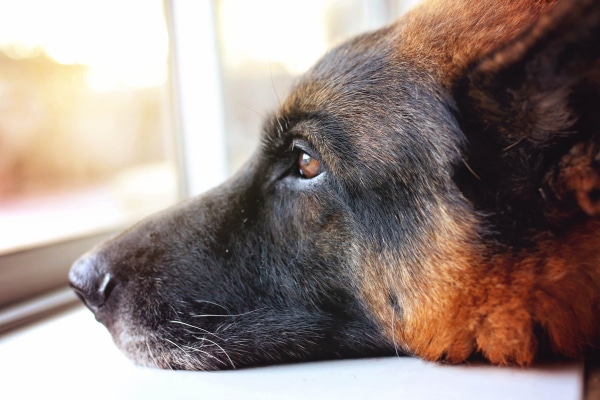 German Shepherd looking sadly out the window.