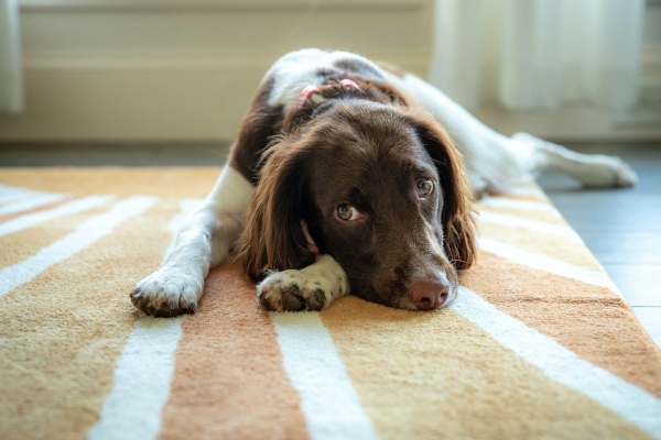 Springer Spaniel laying on the carpet in the living room with a sad expression.