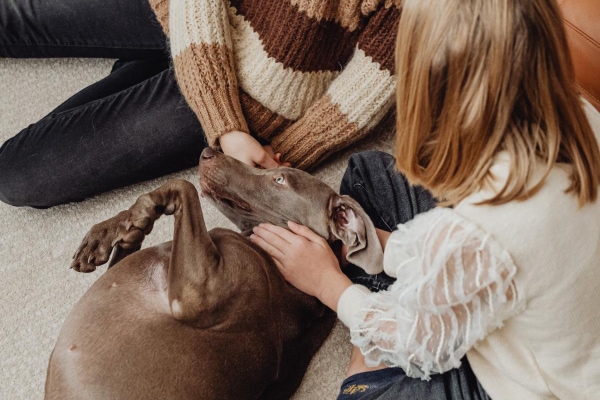 Weimaraner on the living room floor with two of his owners petting him.