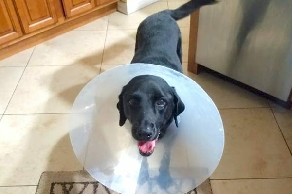 Black labrador retriever wearing a surgical cone, photo 