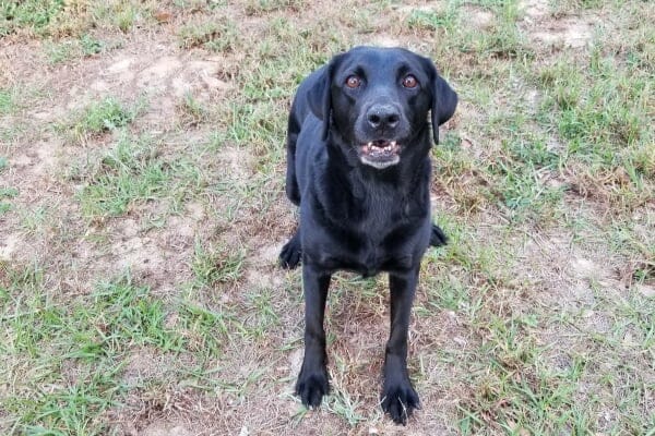 Labrador Retriever with hemangiosarcoma, photo