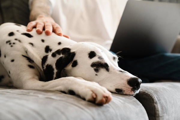 Dalmation, a breed at higher risk for copper hepatopathy, laying on the couch