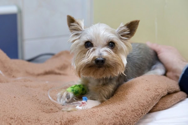 Yorkie on intravenous fluids for hepatitis