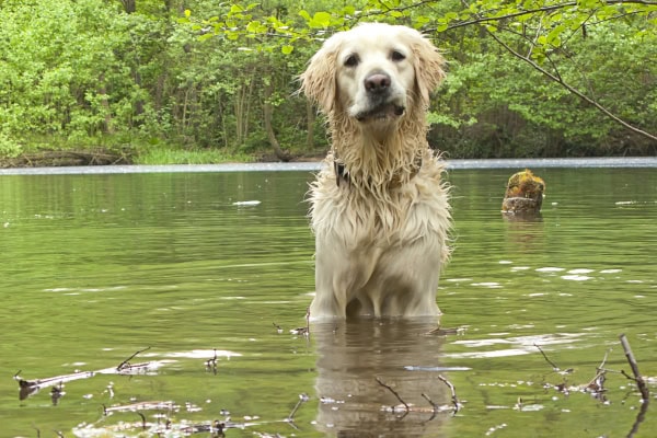 Dog playing in a river