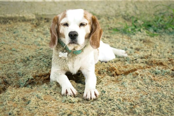 Senior Beagle lying outdoors, photo