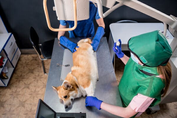 Corgi stretched out on the table, having a radiograph taken, photo