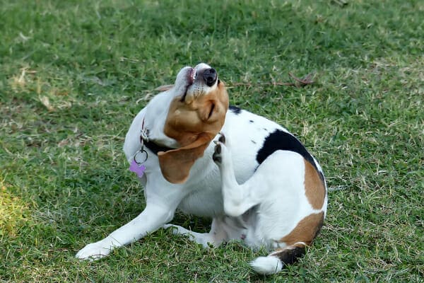 Hound mix scratching at her ear in the grass, photo