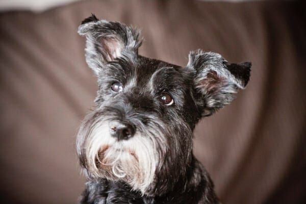 Schnauzer looking up with head slightly tilted, photo