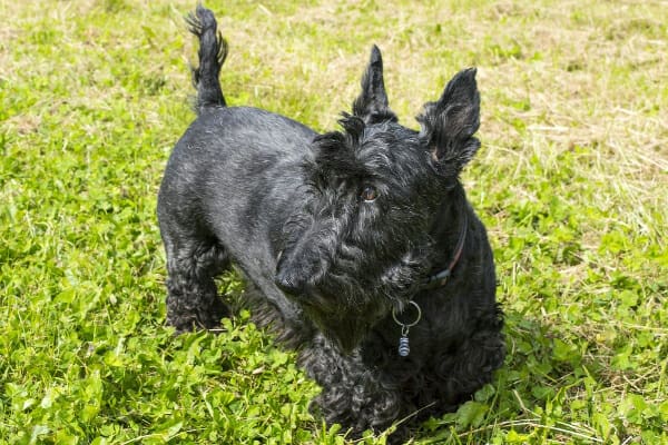 Scottish Terrier outdoors in the grass, photo