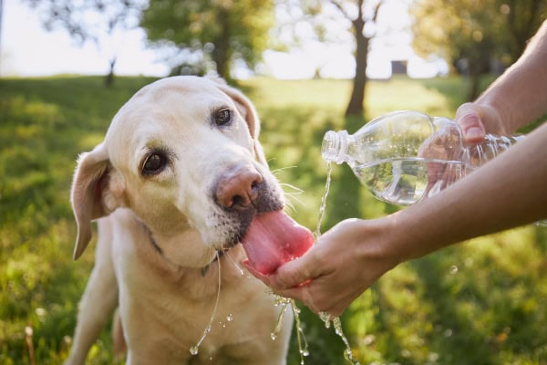 Owner giving dog a drink of water from a water bottle