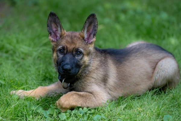 German Shepherd puppy with hiccups laying in the grass